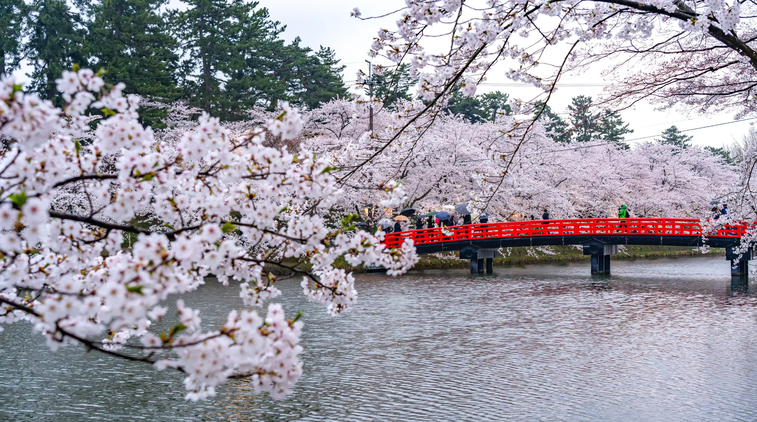 credit: CHENG FENG CHIANG by canva