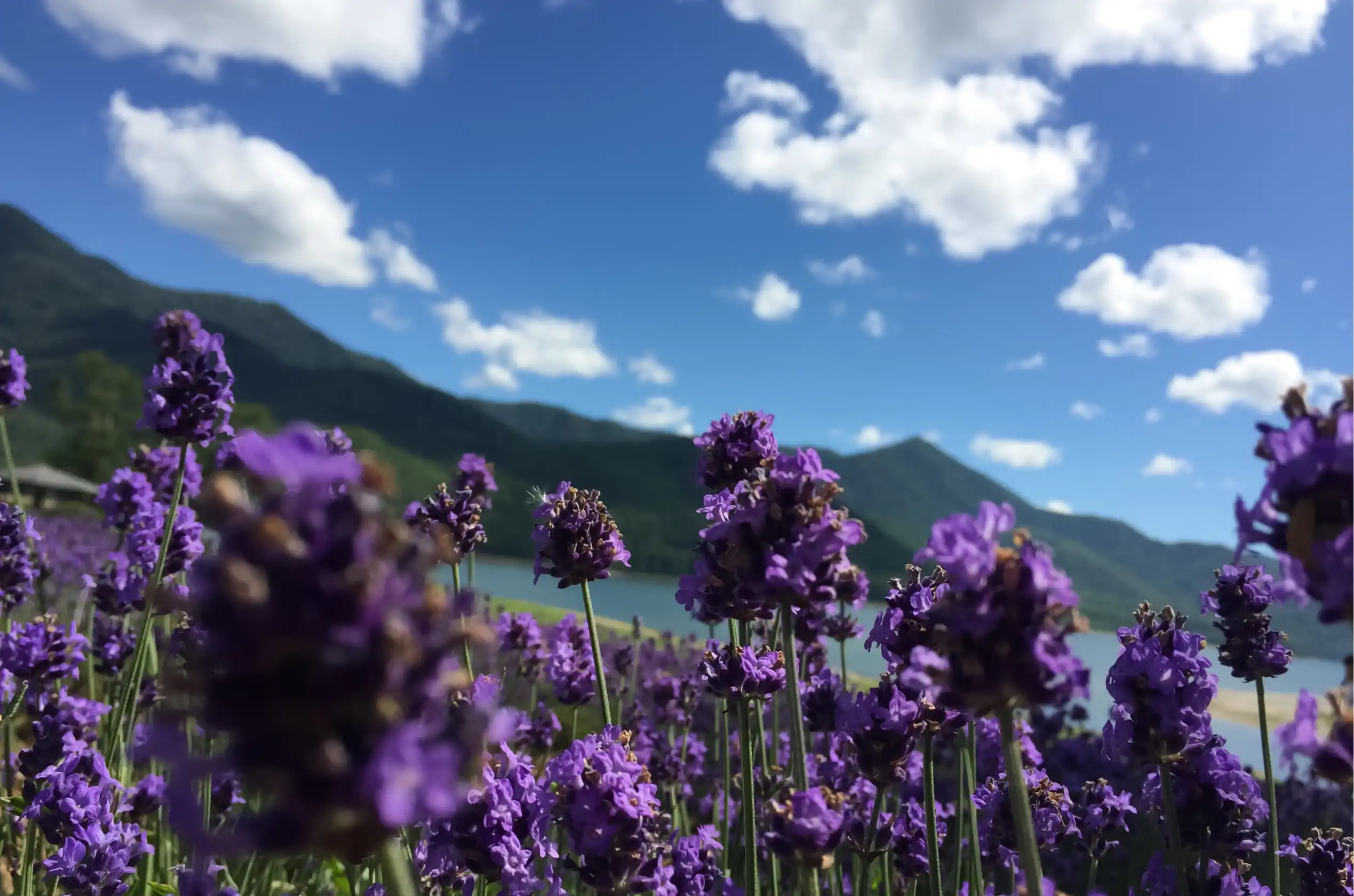 credit: Photo by Canva Pro