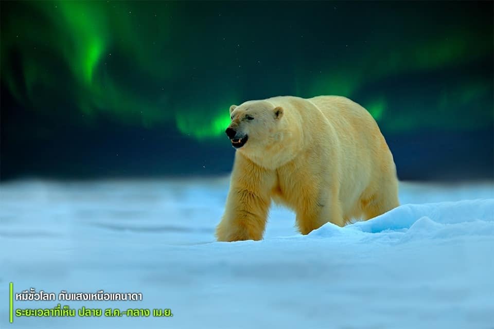 หมีขั้วโลก กับแสงเหนือประเทศแคนาดา